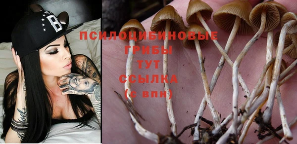 индика Богородицк